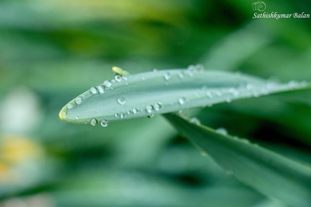 After the rain