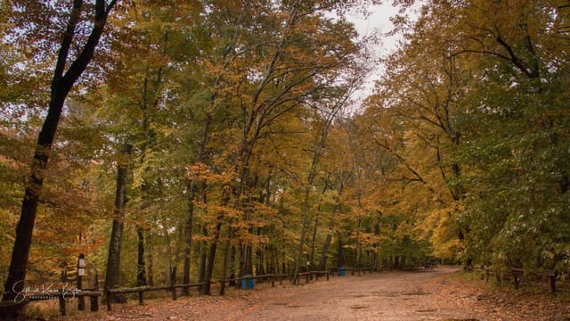Autumn trail