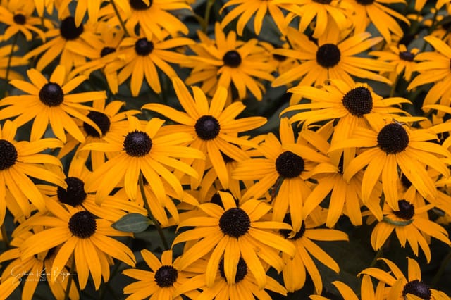 Black-eyed Susans, Bronx Zoo