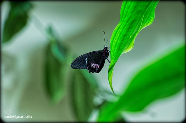 Butterfly