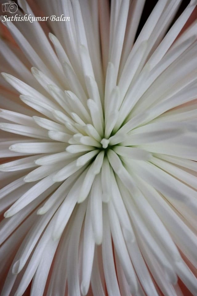 Chrysanthemum