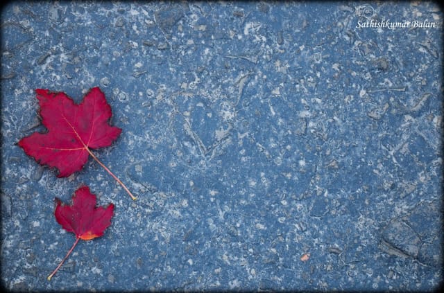 Fall leaves