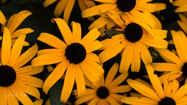 Golden petals, Bronx Zoo