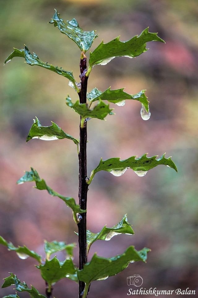 Ilayil thuligal · Drops on a leaf