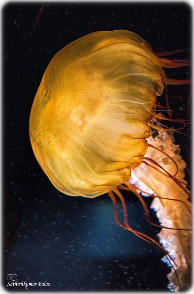 Jellyfish