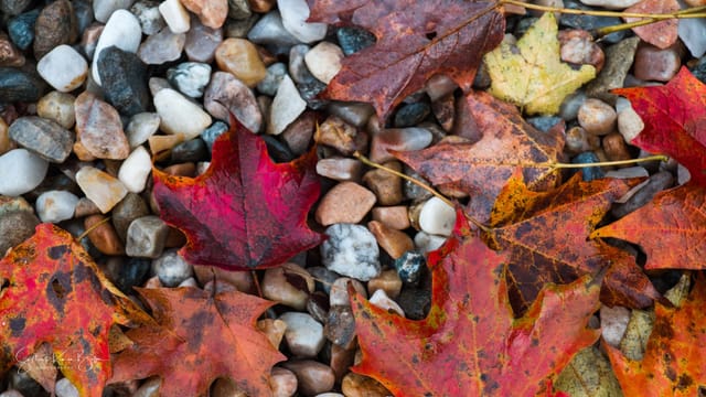 Leaves on stones