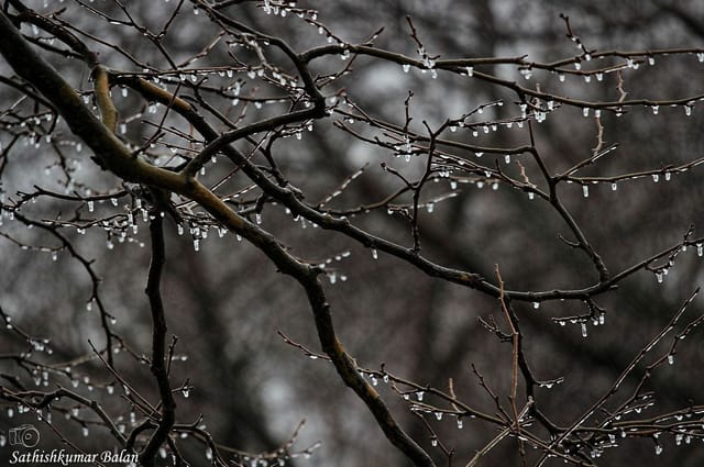 Thuligal · Drops