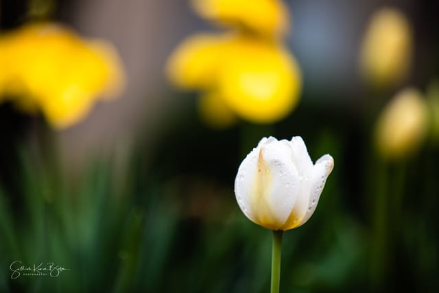 Tulip garden