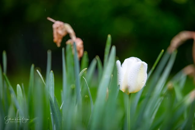 White tulip